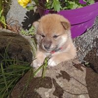 Chiots shiba inu lof — lignées champions #0