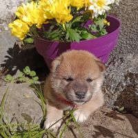 Chiots shiba inu lof — lignées champions #4