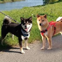 Chiots shiba inu lof — lignées champions #5