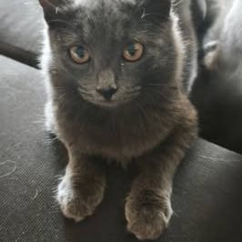 Chat blitz à l adoption