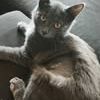 Chat blitz à l adoption #3