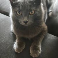 Chat blitz à l adoption