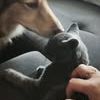 Chat blitz à l adoption #2