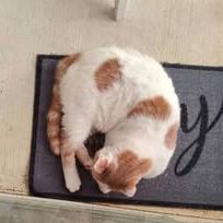 Chat filou à l adoption #2