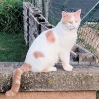 Chat filou à l adoption