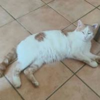 Chat filou à l adoption #3