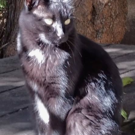 Chat caline à l adoption #0