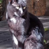 Chat caline à l adoption
