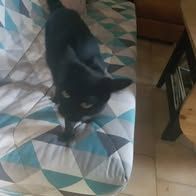 Chat caline à l adoption #2