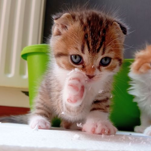 Chaton highland et scottish (straight et fold) #1
