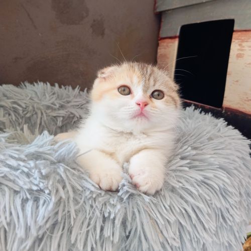 Chaton highland et scottish (straight et fold) #2
