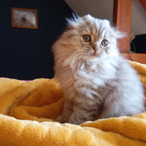 Chaton highland et scottish (straight et fold)