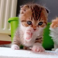 Chaton highland et scottish (straight et fold) #1