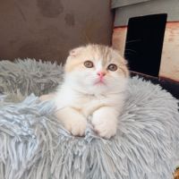 Chaton highland et scottish (straight et fold) #2