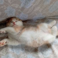 Chaton highland et scottish (straight et fold) #3