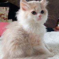 Chaton highland et scottish (straight et fold) #4