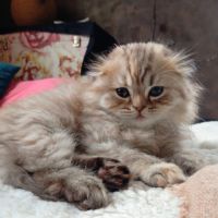 Chaton highland et scottish (straight et fold)