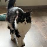 Chat douglas à l adoption #2