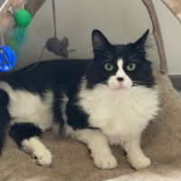 Chat douglas à l adoption