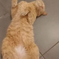 Chat caramel à l adoption