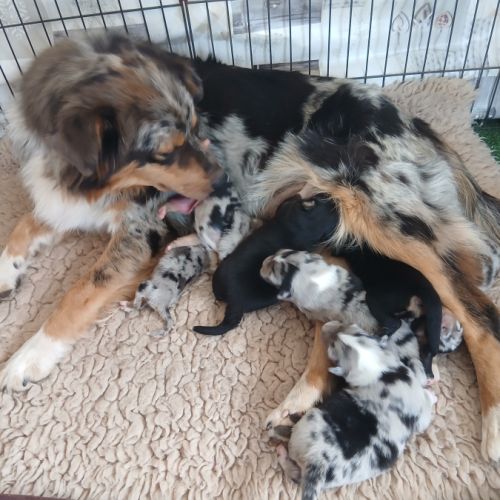 Chiot berger australien lof #1