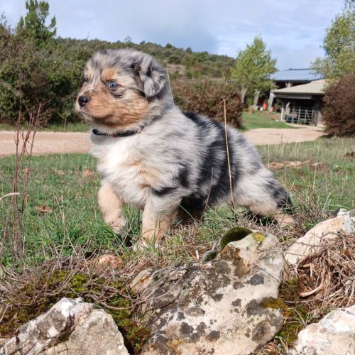 Chiot berger australien lof #3