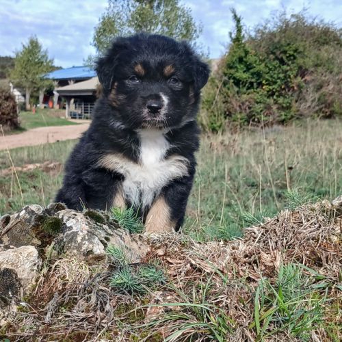 Chiot berger australien lof #4