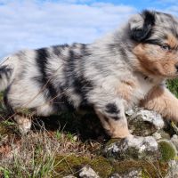 Chiot berger australien lof