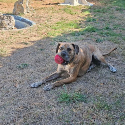Chien croisé boxer #1