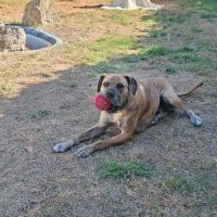Chien croisé boxer #1