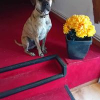 Chien croisé boxer #2