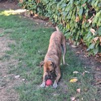 Chien croisé boxer #0