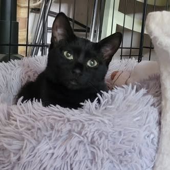 Chat arobase à l adoption #0