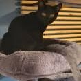 Chat arobase à l adoption #3