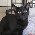 Chat arobase à l adoption #2