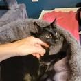Chat lexa à l adoption