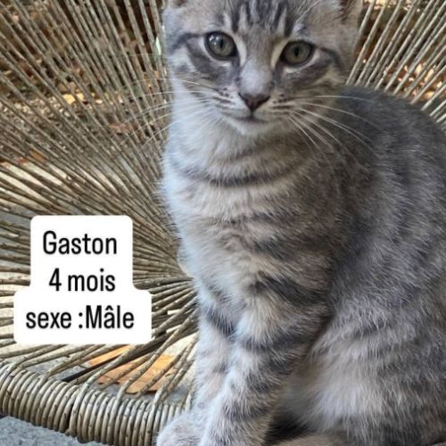 Chat gaston à l adoption #0