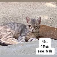 Chat pilou à l adoption