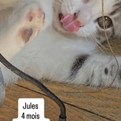 Chat jules à l adoption #0