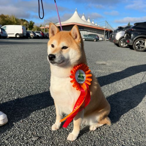 Chiots shiba inu lof #2