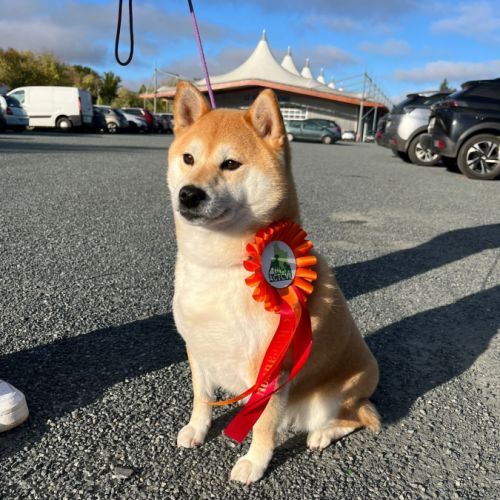 Chiots shiba inu lof #0
