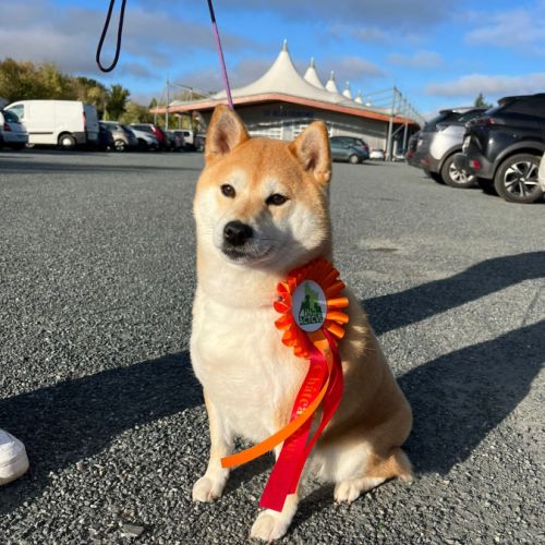 Chiots shiba inu lof #4