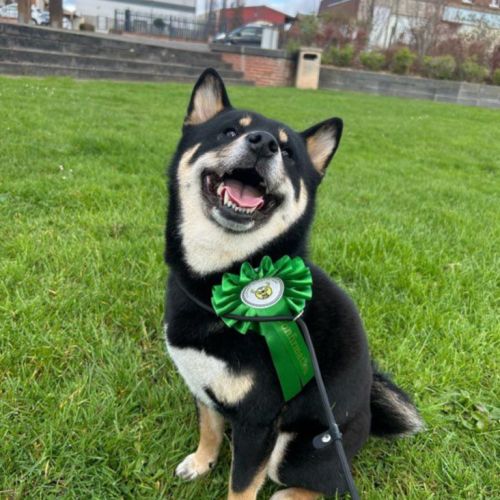 Chiots shiba inu lof #6