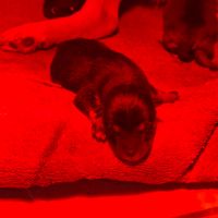 Chiots shiba inu lof
