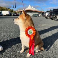 Chiots shiba inu lof #1