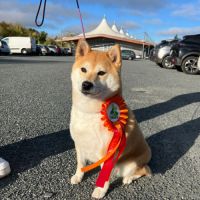 Chiots shiba inu lof #4