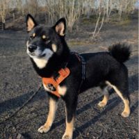 Chiots shiba inu lof #5