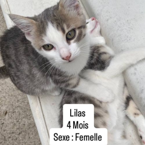 Chat lilas à l adoption #0