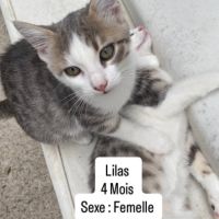 Chat lilas à l adoption