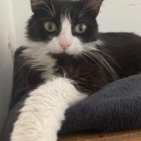 Jules un beau et jeune chat #1